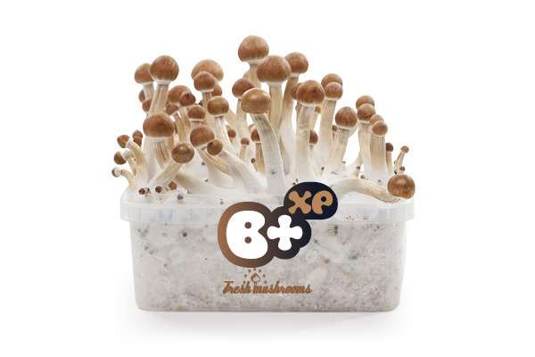 100% MYCELIUM B+ - Mushroom Growkit 1200cc - Online Smartshop | Avalon ...